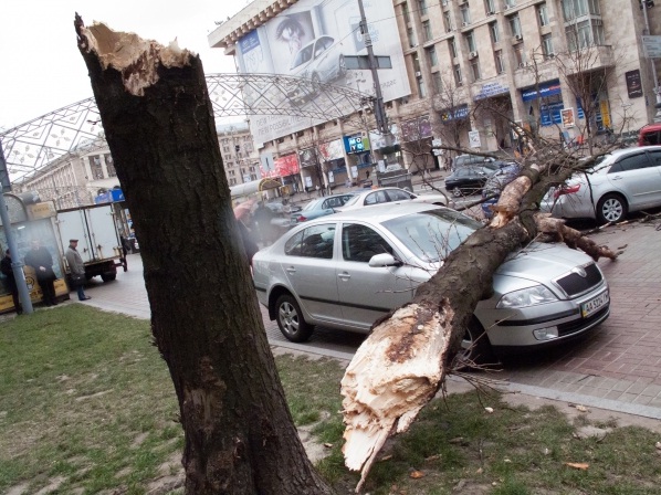 Ущерб от падения дерева на автомобиль